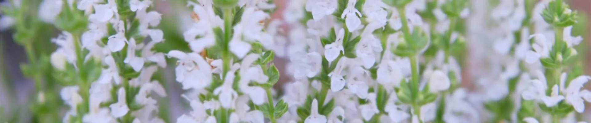 Steppensalbei - Einpflanzen im Garten (thumbnail)