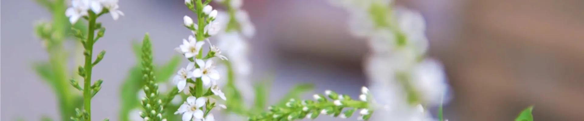 Schneefelberich - Einpflanzen im Garten (thumbnail)