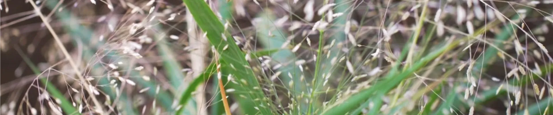 Liebesgras - Einpflanzen im Garten (Thumbnail)