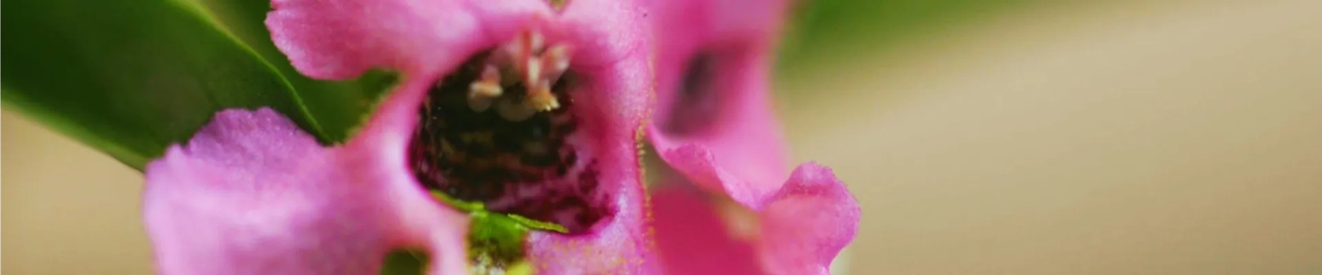 Angelonia - Einplanzen im Garten (thumbnail)