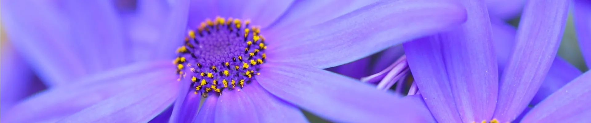 Gartenzinerarie - Einpflanzen im Garten (Thumbnail)