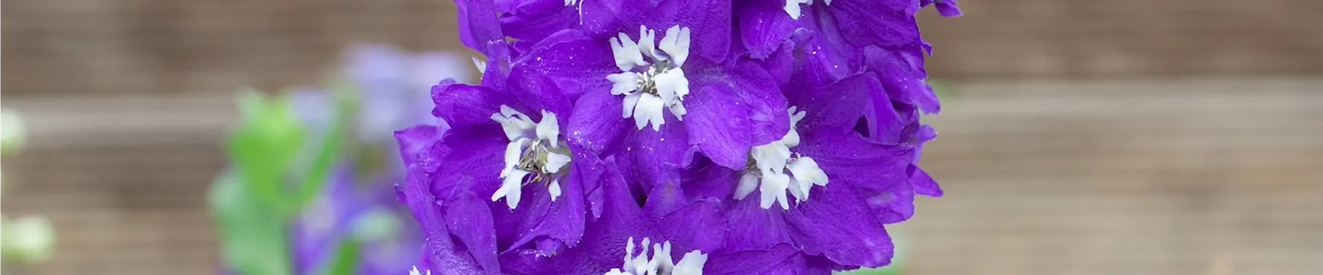 Rittersporn - Einpflanzen im Garten (thumbnail)