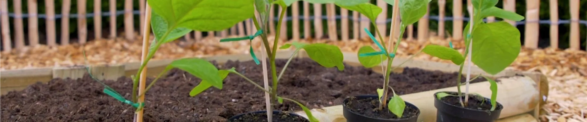Aubergine - Einpflanzen im Gemüsebeet (Thumbnail)