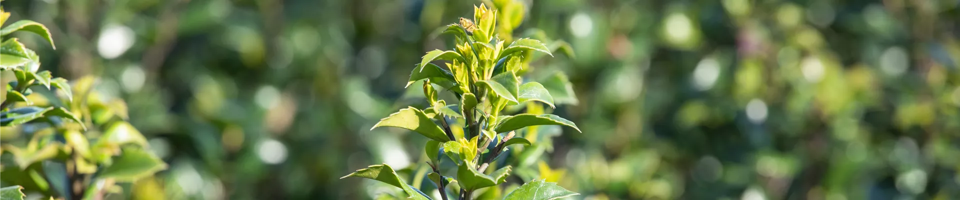 Ilex meserveae 'Heckenstar'(s)