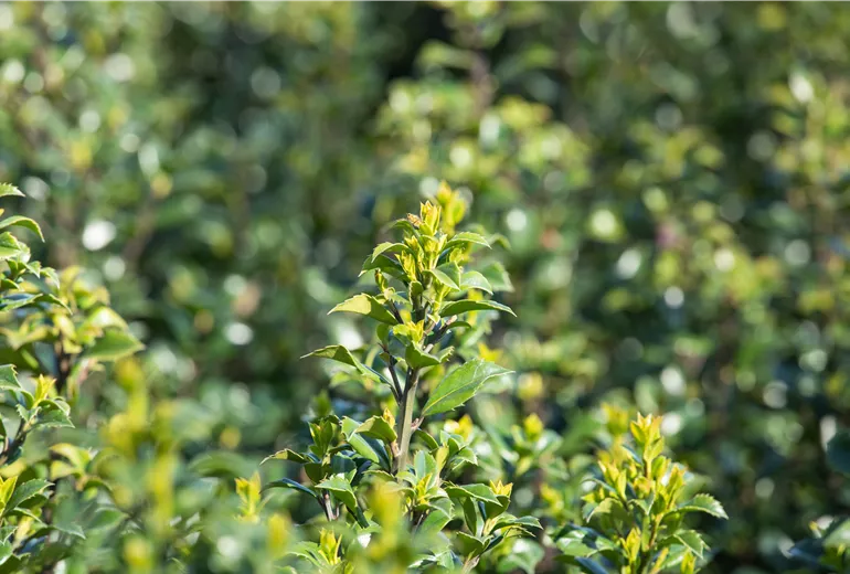 Ilex meserveae 'Heckenstar'(s)
