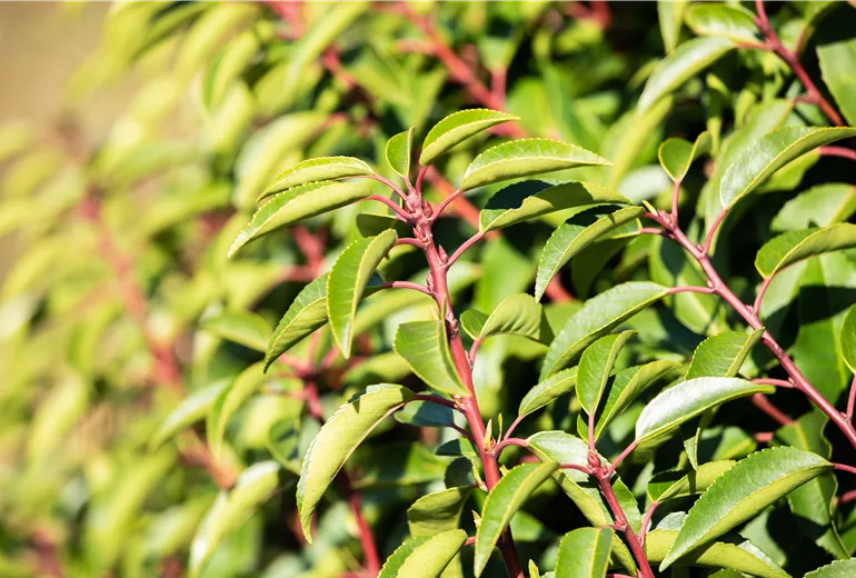Prunus lusitanica 