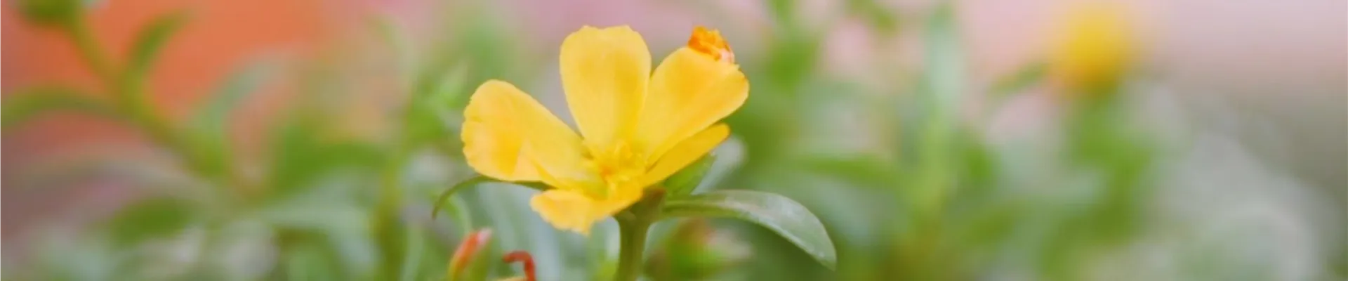 Portulakröschen - Einpflanzen im Garten (Thumbnail)