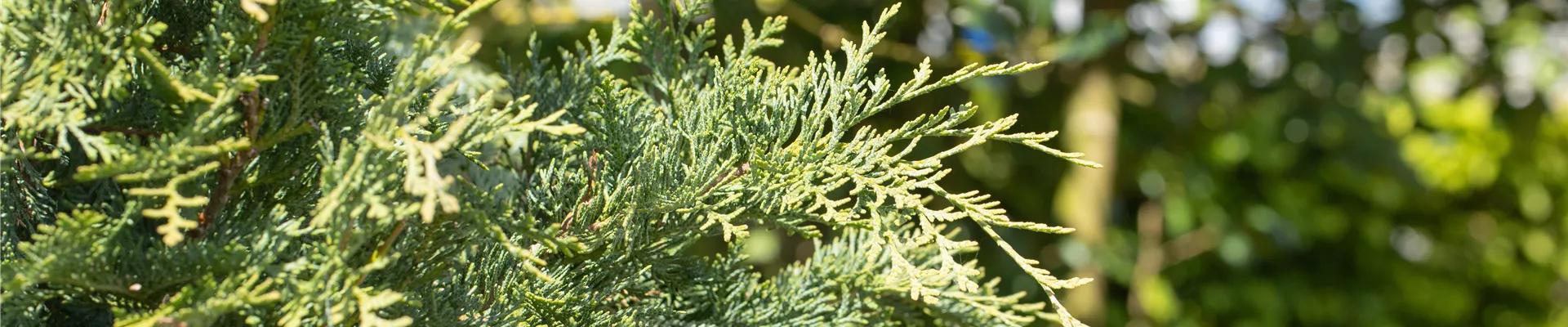 Chamaecyparis lawsoniana 'Silberstar'