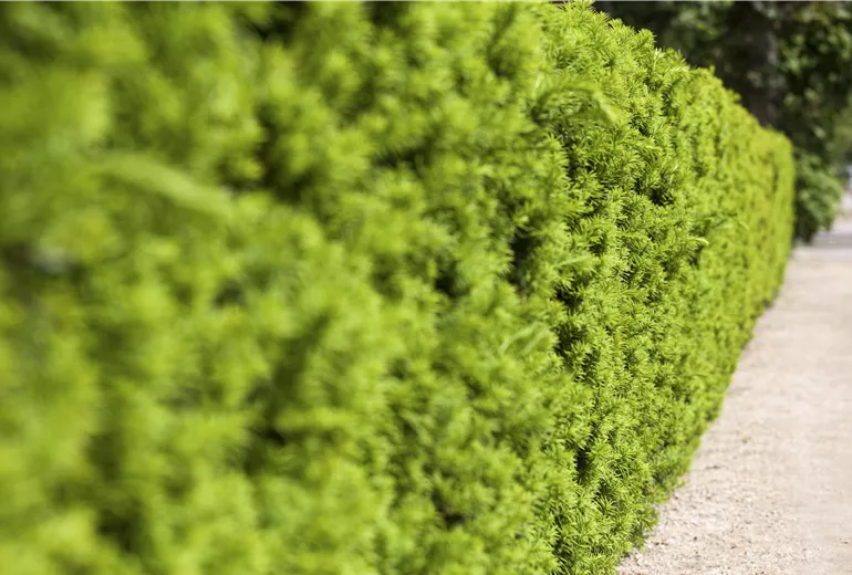 Taxus x media 'Hicksii'