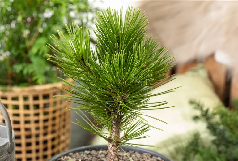 Koniferen, Bonsai