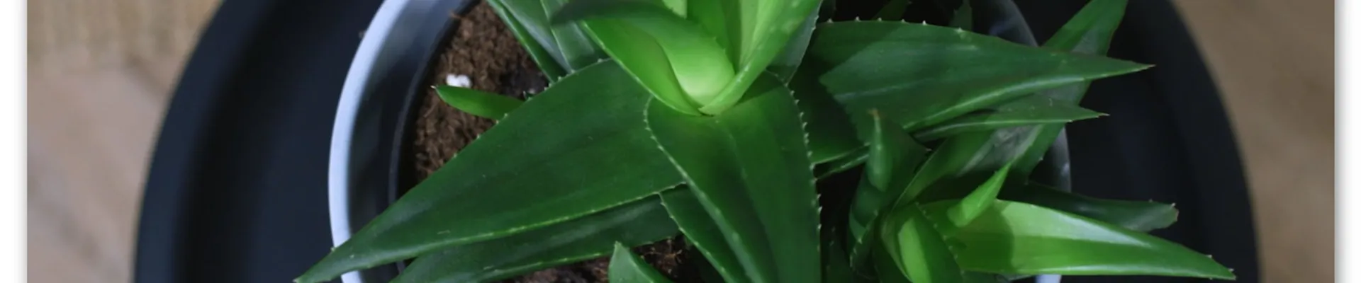 Zimmerpflanzenportrait - Aloe Vera (Thumbnail)