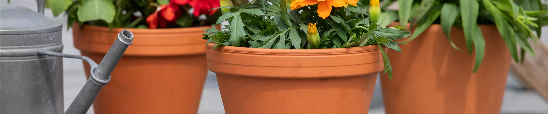 Tagetes patula
