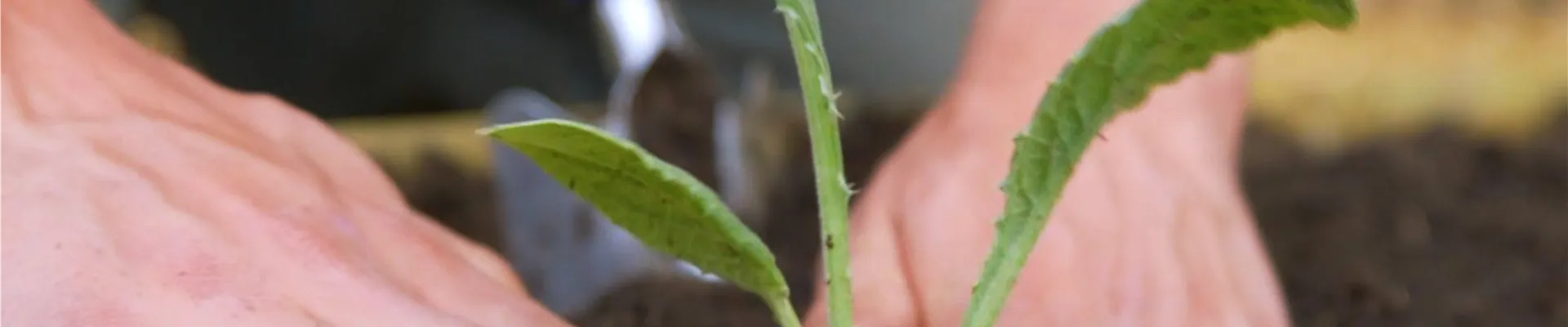 Artischocken - Einpflanzen im Garten (Thumbnail)