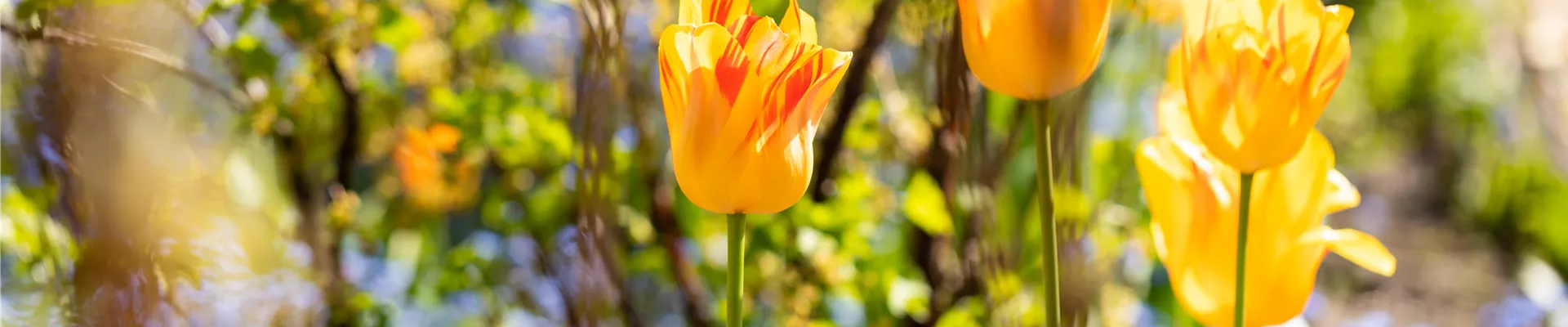 Tulpen im Beet
