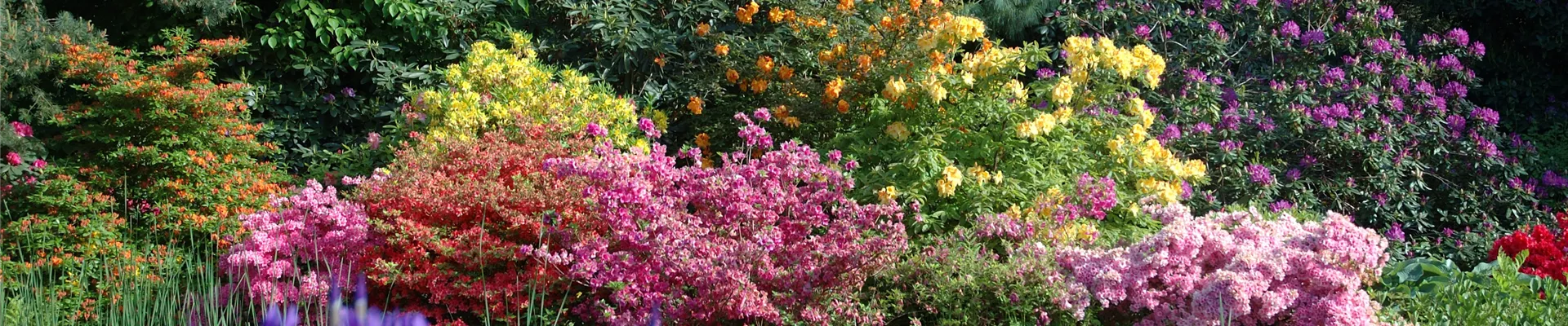 Gartengestaltung mit Rhododendron