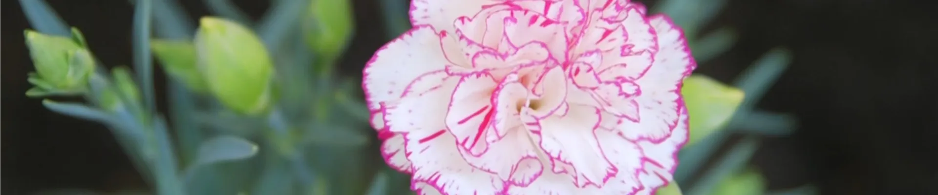 Landnelke - Einpflanzen im Garten (Thumbnail)