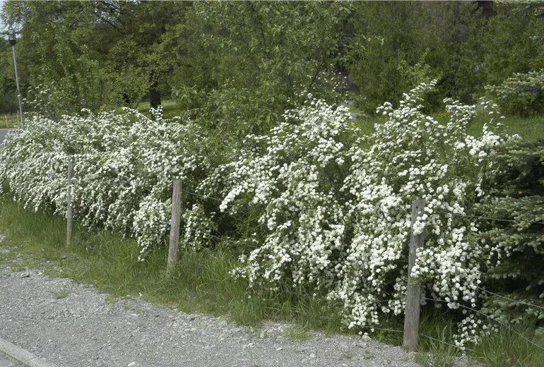 Spiraea