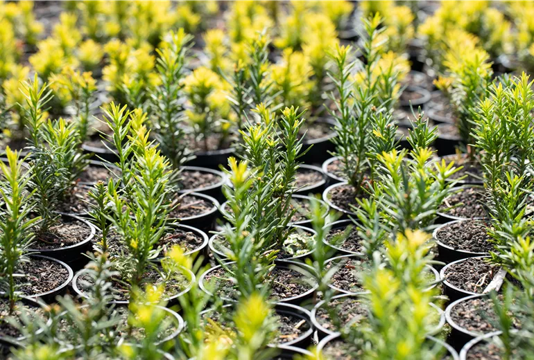 Taxus baccata 'Semperaurea'