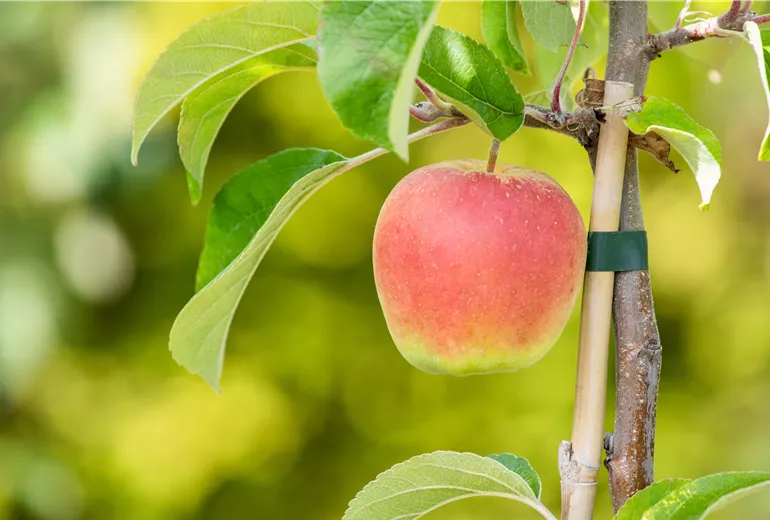 Malus domestica