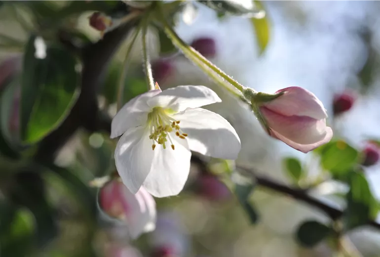 Malus domestica
