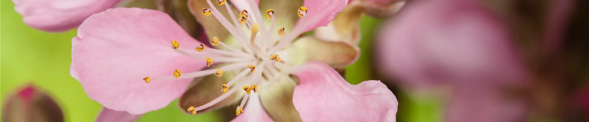 Prunus dulcis