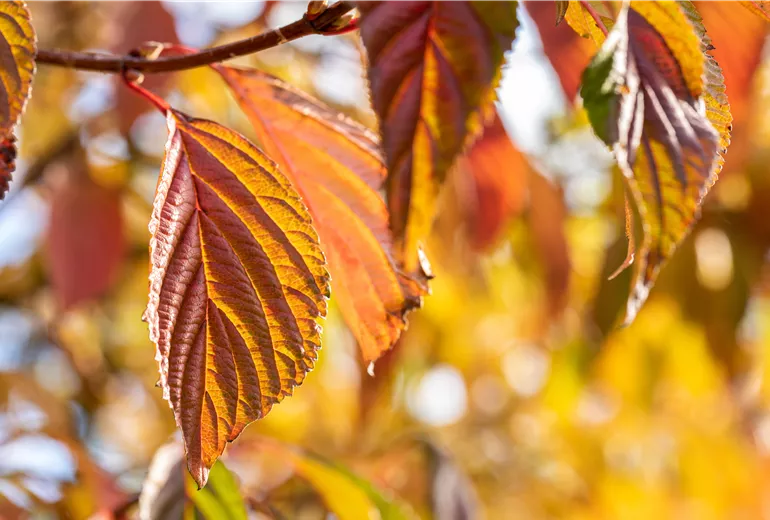 Viburnum plicatum 'Mariesii'