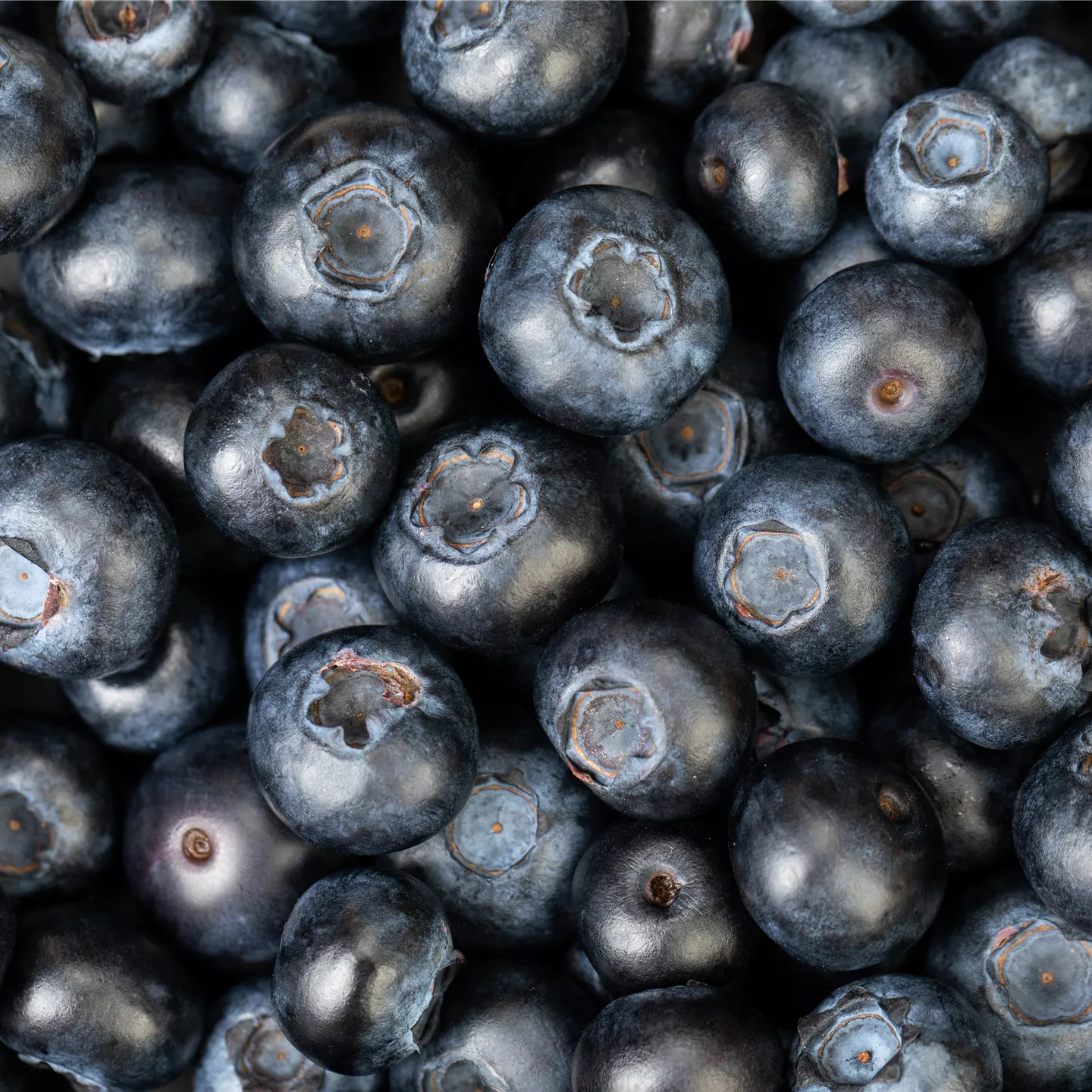 Blaubeere oder Schwarzbeere – die Heidelbeere hat viele Namen und viel Geschmack