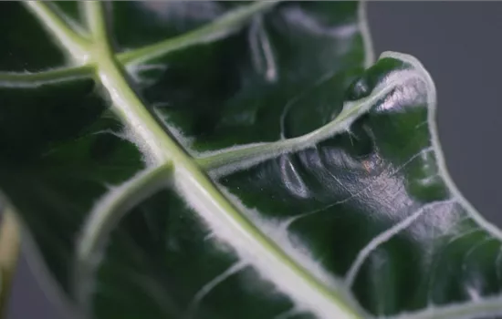 Zimmerpflanzenportrait - Pfeilblatt