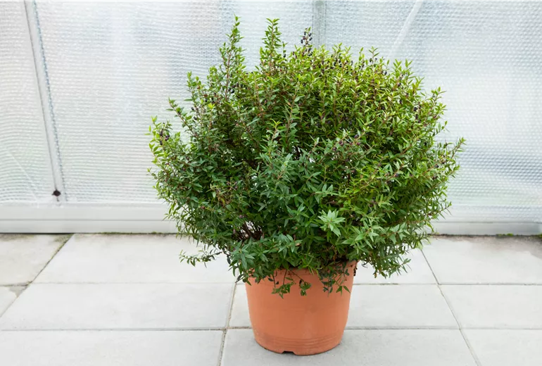 Gewächshaus - Überwinterung mit Luftpolsterfolie