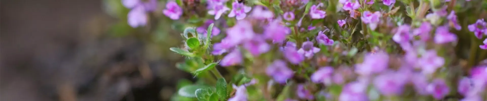 Rosenthymian - Einpflanzen im Garten (thumbnail3)