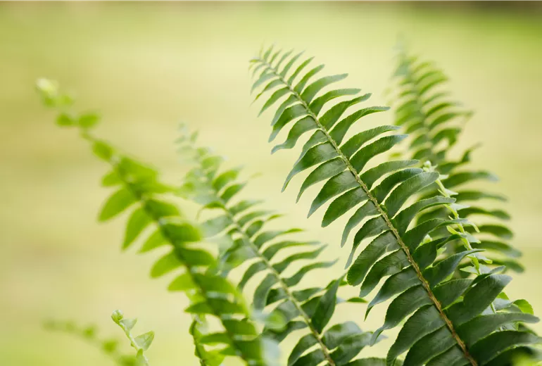 Pteris