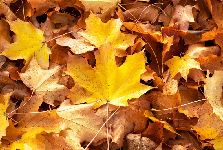 Herbstlaub