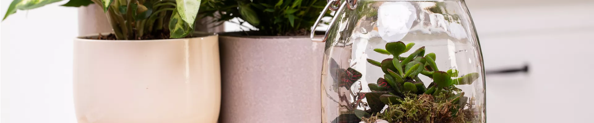 DIY: Biotop im Glas