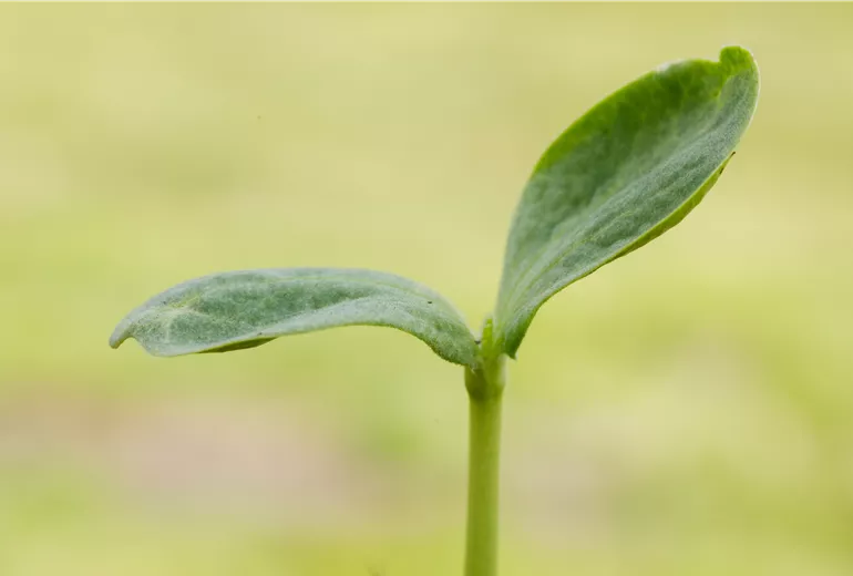 Cucurbita pepo 'Hokkaido'
