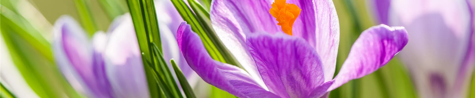 Crocus vernus 'King of the Striped'
