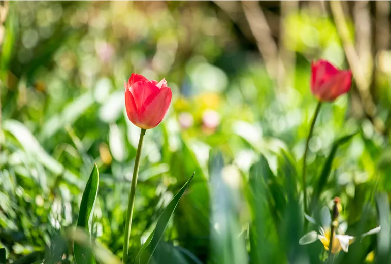 Tulipa, rot