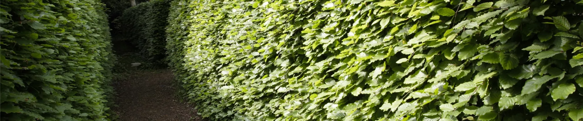 Hainbuchenhecke