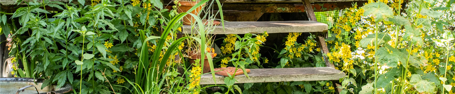 Gartenambiente Zirkuswagen