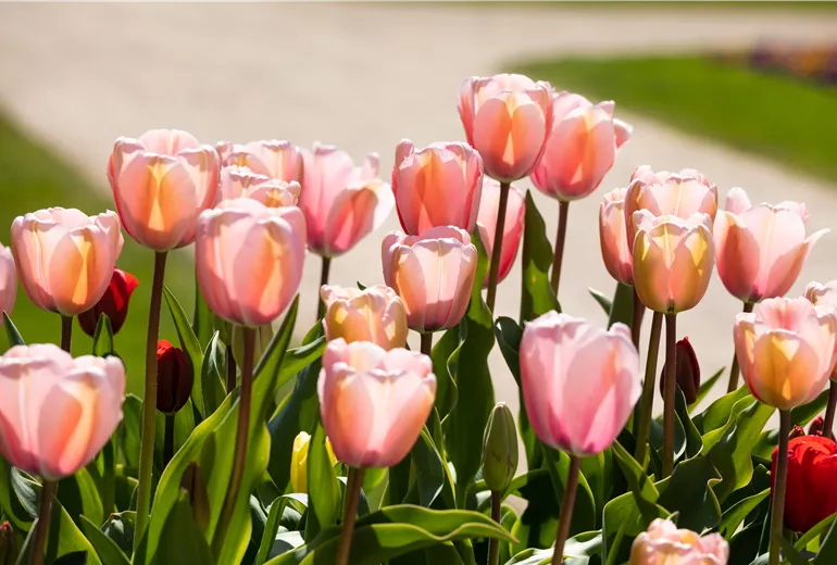 Tulipa, rosa