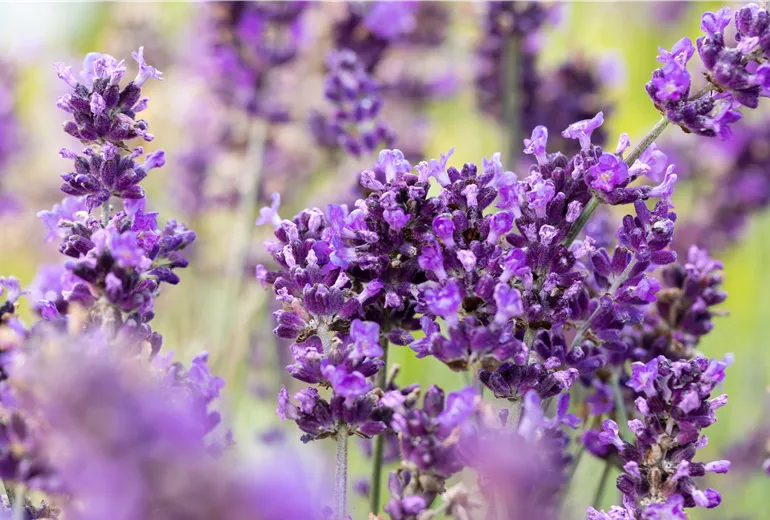 Lavandula angustifolia 'Hidcote'