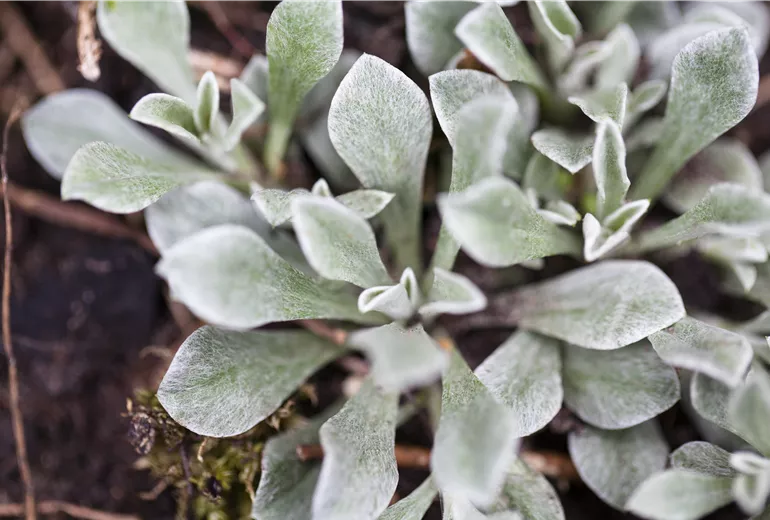 Antennaria dioica