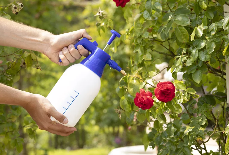 Pflanzenschutzmittel auf Rosen sprühen