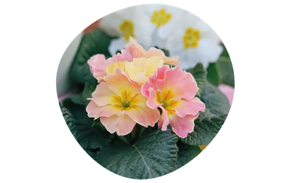 frühling-www2.png frühling-www2.png