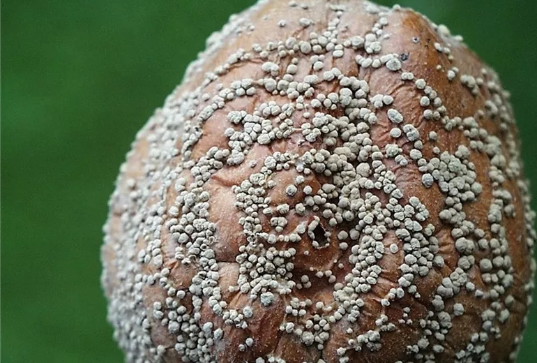 Apfelmonilia1-800x600