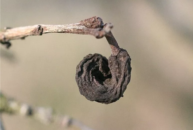 Pflaumenarrentaschenfruchtmumie1-800x600