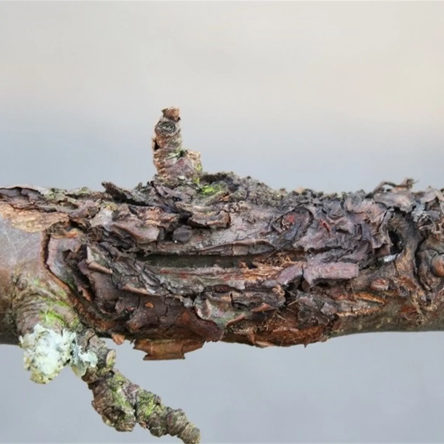 Obstbaumkrebs