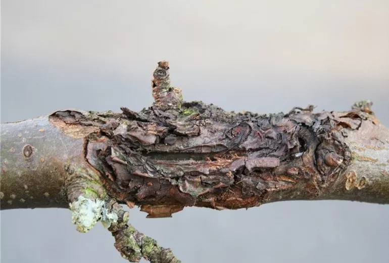 Apfelnectria1-800x600