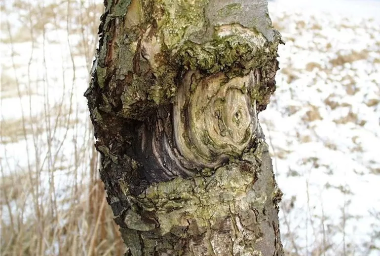 Apfelnectria2-800x600
