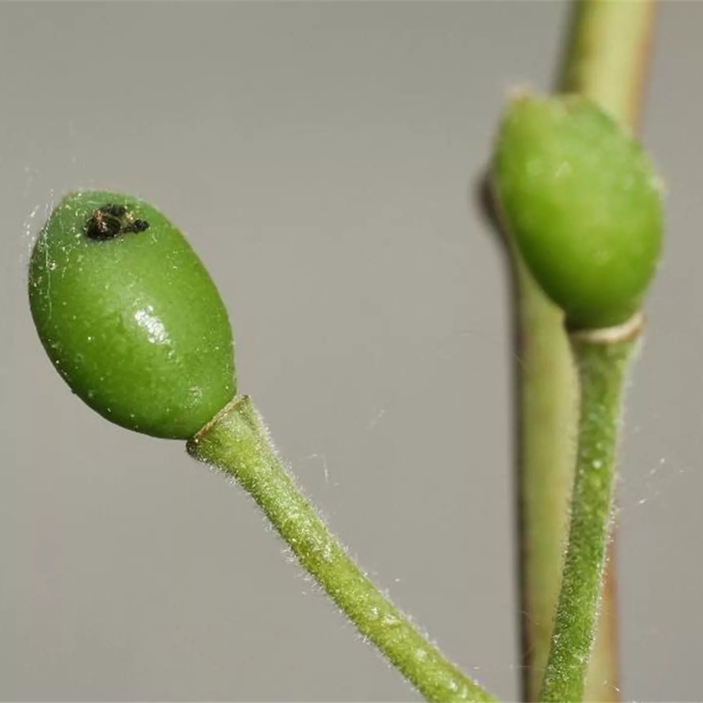 Pflaumensägewespe
