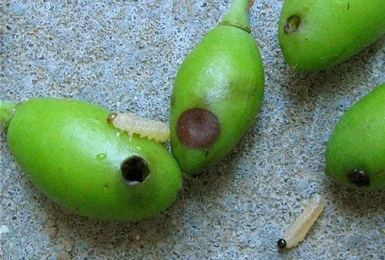 Pflaumesaegewespelarve1-800x600